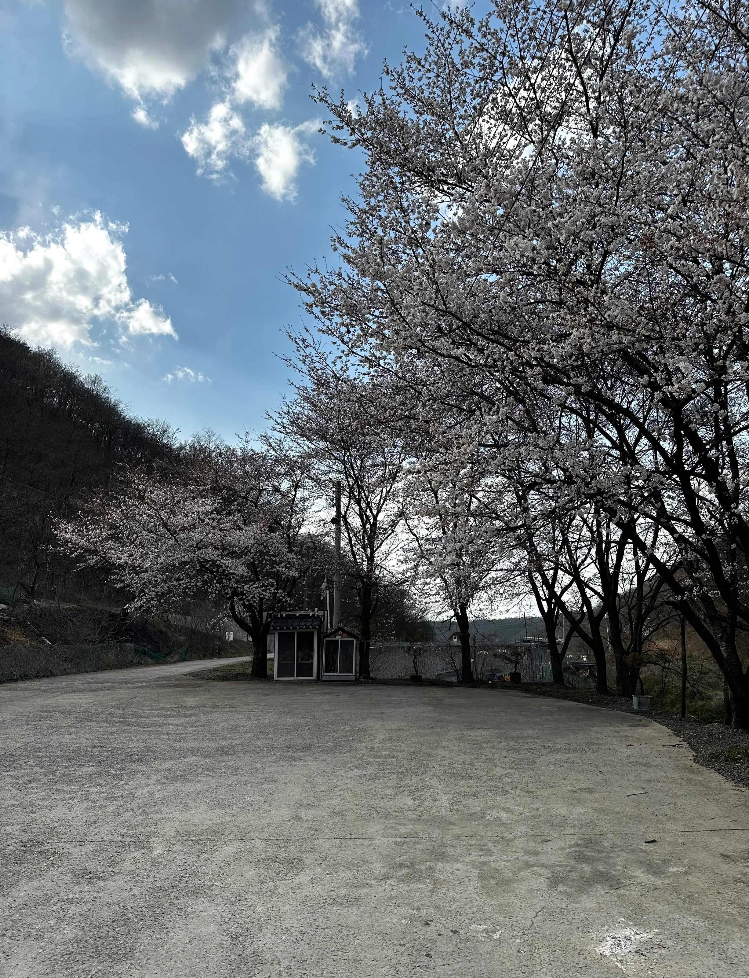 벚꽃이 활짝 핀 영천 돌할배 진입로와 무료 주차장. 파란 하늘에 흰 구름이 떠 있다.