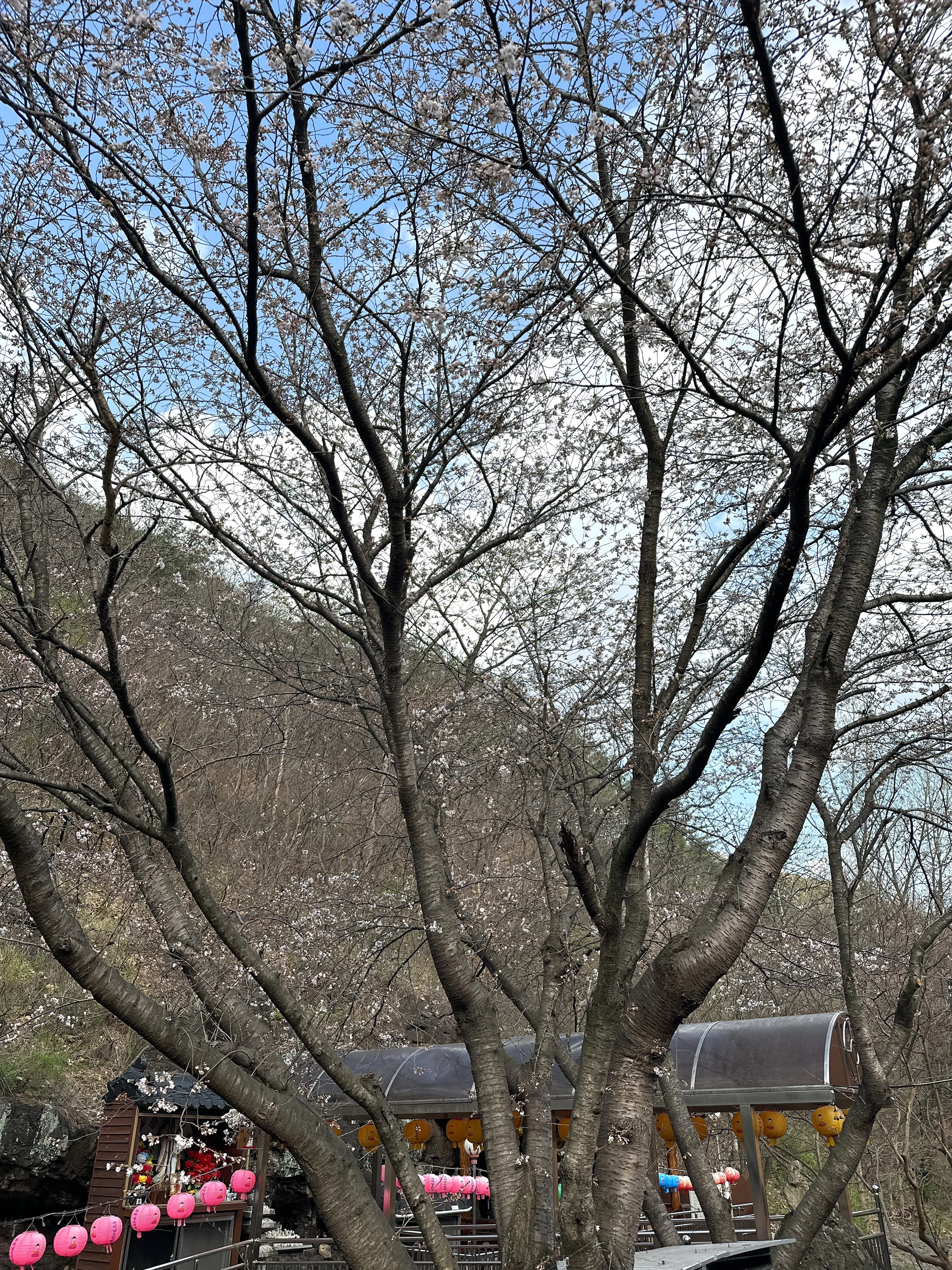 파란 봄 하늘 아래 벚꽃이 핀 나무 사이로 영천 돌할배 데크 지붕과 연등이 보인다.